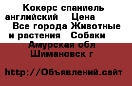 Кокерс спаниель английский  › Цена ­ 4 500 - Все города Животные и растения » Собаки   . Амурская обл.,Шимановск г.